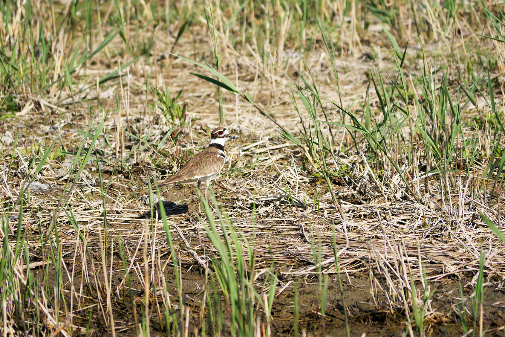 Killdeer.jpg